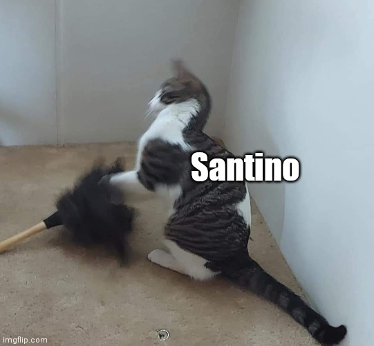 Santino The Gangster Cat | Santino | image tagged in funny | made w/ Imgflip meme maker