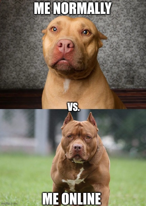 Basically a relatable thing for most people | ME NORMALLY; VS. ME ONLINE | image tagged in suddenly realization,buff pitbull | made w/ Imgflip meme maker