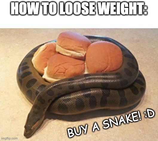 How to loose weight | HOW TO LOOSE WEIGHT:; BUY A SNAKE! :D | image tagged in memes,funny,bread,cute,weight loss,snake | made w/ Imgflip meme maker