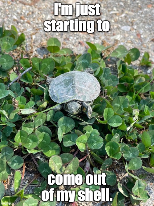 Baby Turtle Pun |  I'm just starting to; come out of my shell. | image tagged in cute,baby,cute animals,turtle,happy baby turtle,meme | made w/ Imgflip meme maker