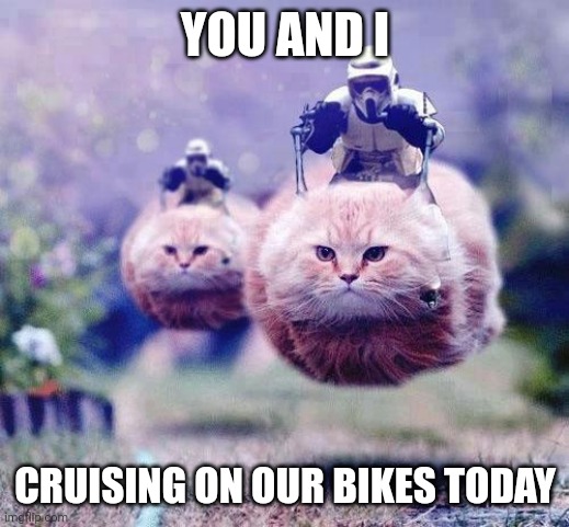 Storm Trooper Cats | YOU AND I; CRUISING ON OUR BIKES TODAY | image tagged in storm trooper cats | made w/ Imgflip meme maker
