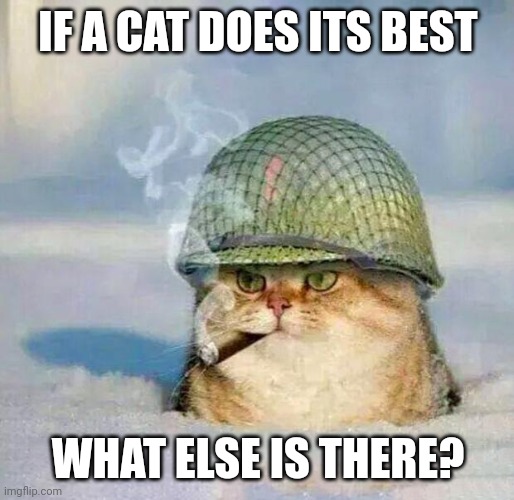 War Cat |  IF A CAT DOES ITS BEST; WHAT ELSE IS THERE? | image tagged in war cat | made w/ Imgflip meme maker