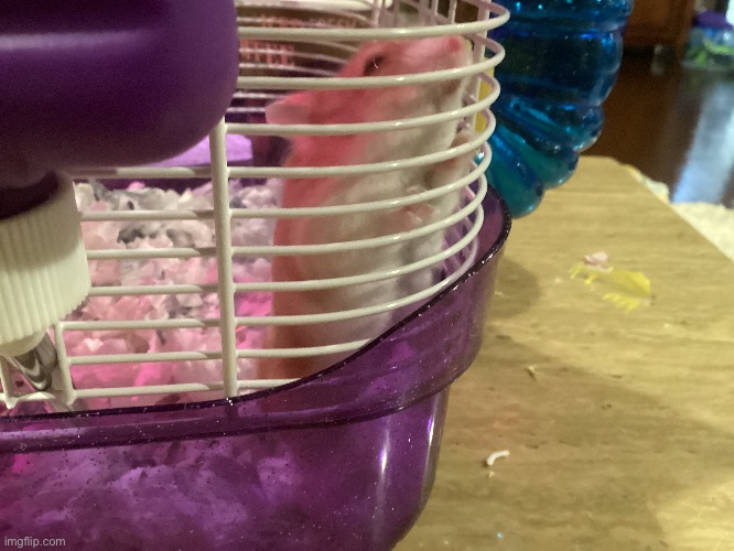 I GOT A NEW HAMPSTER | made w/ Imgflip meme maker