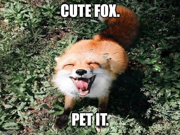 Do it now. | CUTE FOX. PET IT. | image tagged in foxes | made w/ Imgflip meme maker