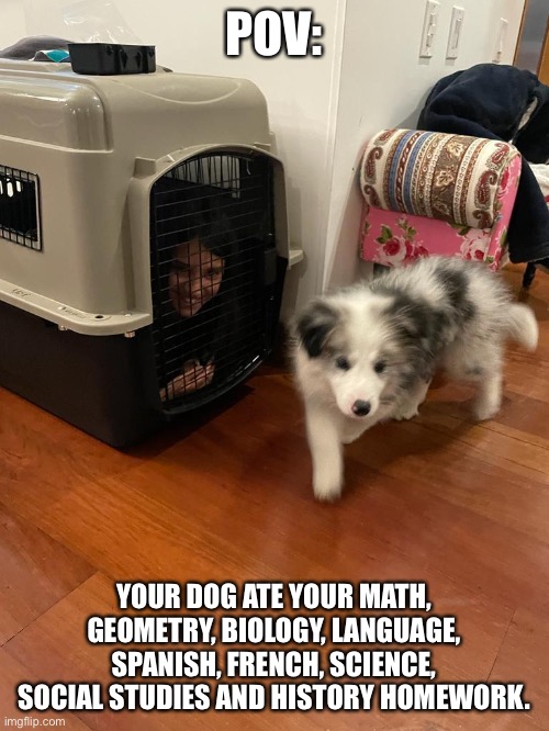 POV:; YOUR DOG ATE YOUR MATH, GEOMETRY, BIOLOGY, LANGUAGE, SPANISH, FRENCH, SCIENCE, SOCIAL STUDIES AND HISTORY HOMEWORK. | made w/ Imgflip meme maker