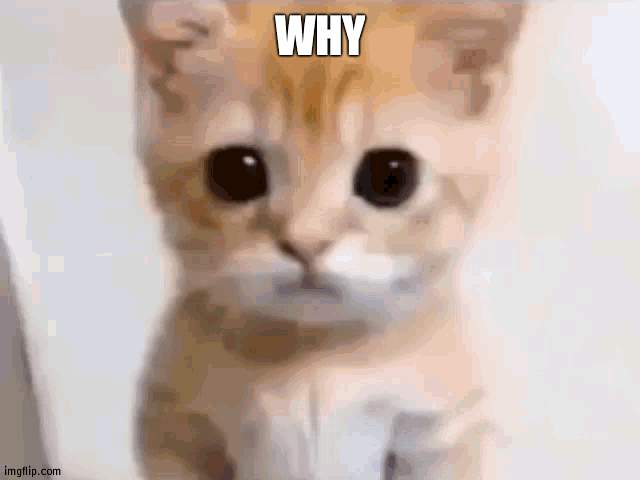 EL GATO | WHY | image tagged in el gato | made w/ Imgflip meme maker