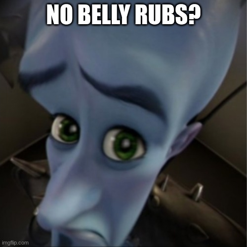 my dogs be like | NO BELLY RUBS? | image tagged in megamind peeking,funny dog memes | made w/ Imgflip meme maker
