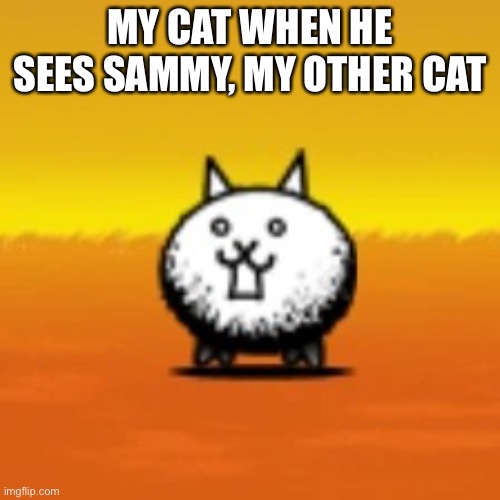 H E G O C R A Z Y | MY CAT WHEN HE SEES SAMMY, MY OTHER CAT | image tagged in crazed cat,attack,cats | made w/ Imgflip meme maker