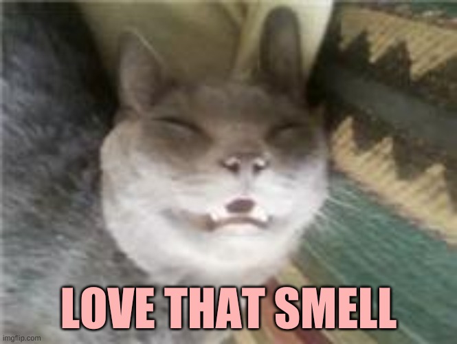 LOVE THAT SMELL | image tagged in bored kitty | made w/ Imgflip meme maker