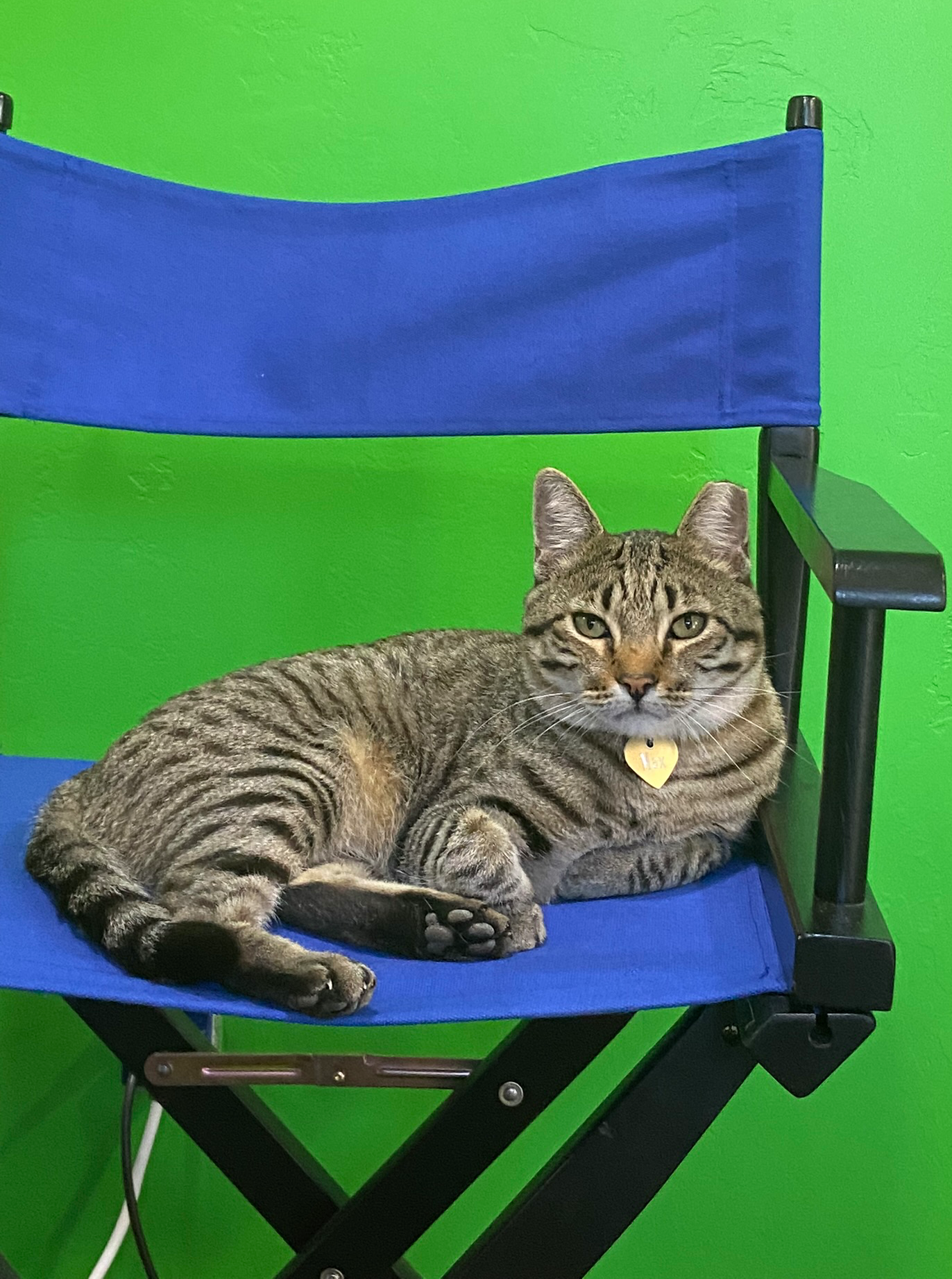 High Quality Max Cat in director's chair Blank Meme Template