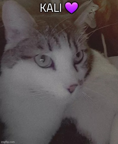 My cat lol | KALI 💜 | made w/ Imgflip meme maker