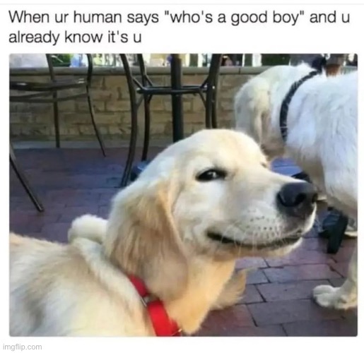 There’s no point even telling them anymore | image tagged in dogs,funny,memes,repost,who is a good boy | made w/ Imgflip meme maker