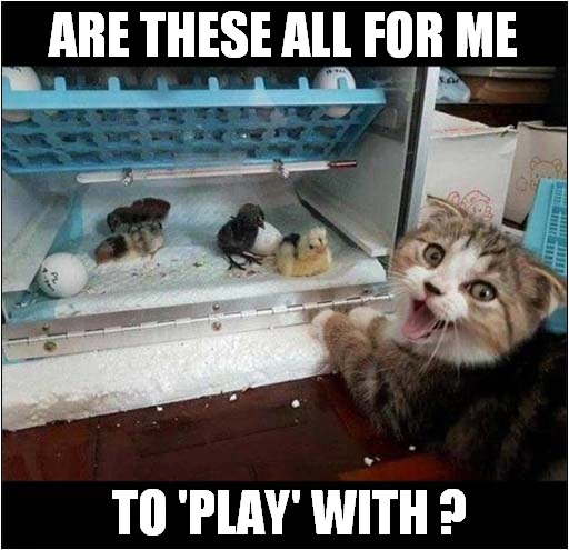 How To Make A Cat Happy ! | ARE THESE ALL FOR ME; TO 'PLAY' WITH ? | image tagged in cats,chicks,playing | made w/ Imgflip meme maker