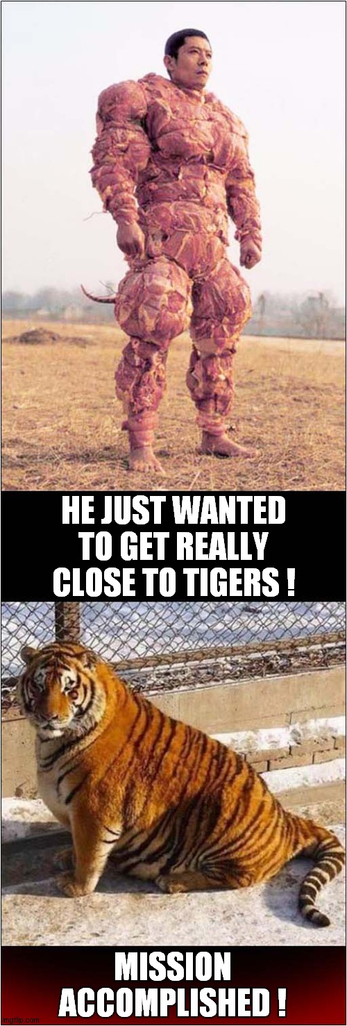 The Suit Of Meat Was A Bad Idea ! | HE JUST WANTED TO GET REALLY CLOSE TO TIGERS ! MISSION ACCOMPLISHED ! | image tagged in tiger,meat,suit,mission accomplished,dark humour | made w/ Imgflip meme maker