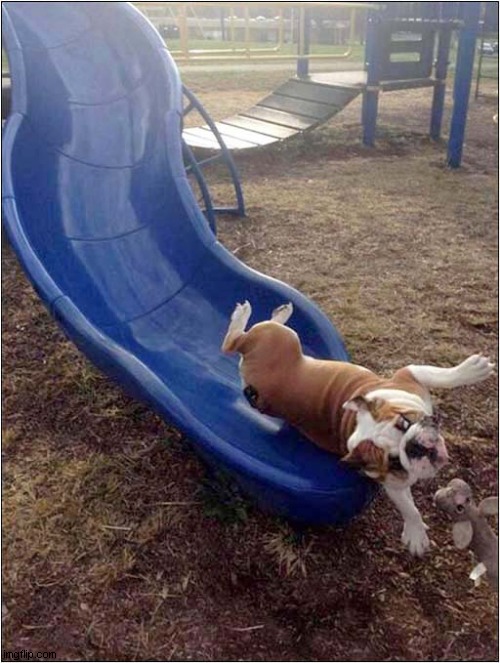 A Dog 'Weeee'ing Down A Slide ! | image tagged in dogs,slide,fun | made w/ Imgflip meme maker