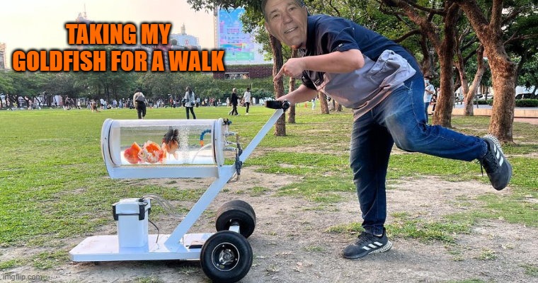 taking fish for a walk | TAKING MY GOLDFISH FOR A WALK | image tagged in fish,tank | made w/ Imgflip meme maker