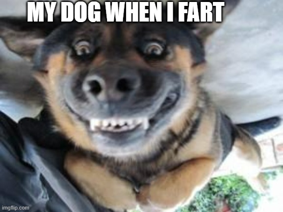 Crazy dog | MY DOG WHEN I FART | image tagged in crazy dog | made w/ Imgflip meme maker