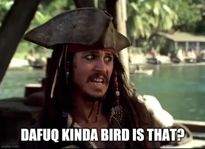 JACK WHAT | DAFUQ KINDA BIRD IS THAT? | image tagged in jack what | made w/ Imgflip meme maker