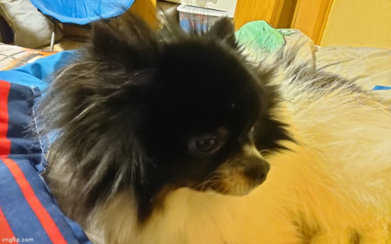 Doggo2 | image tagged in doggo2 | made w/ Imgflip meme maker