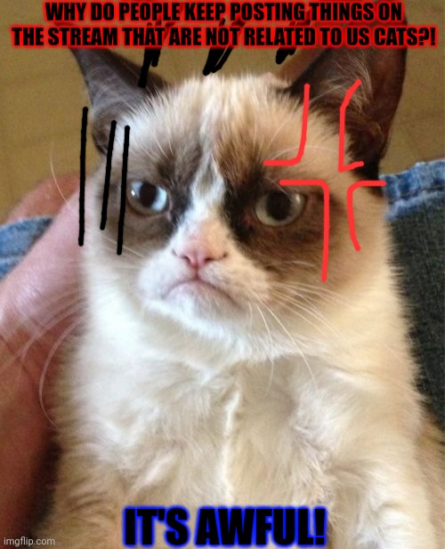Grumpy cat not happie | WHY DO PEOPLE KEEP POSTING THINGS ON THE STREAM THAT ARE NOT RELATED TO US CATS?! IT'S AWFUL! | image tagged in memes,grumpy cat,cat,cats,cats stream,streams | made w/ Imgflip meme maker