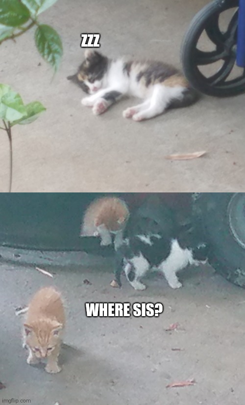 So we have a litter of kittens at our house, they are so adorable! |  ZZZ; WHERE SIS? | image tagged in kittens,where is,cat | made w/ Imgflip meme maker