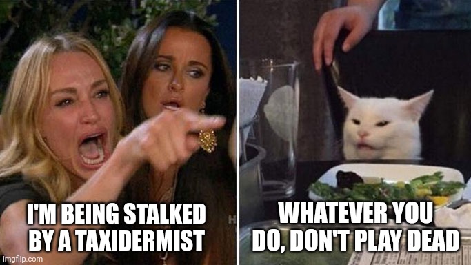 Taxidermists are into Stuff |  WHATEVER YOU DO, DON'T PLAY DEAD; I'M BEING STALKED BY A TAXIDERMIST | image tagged in angry lady cat,memes | made w/ Imgflip meme maker