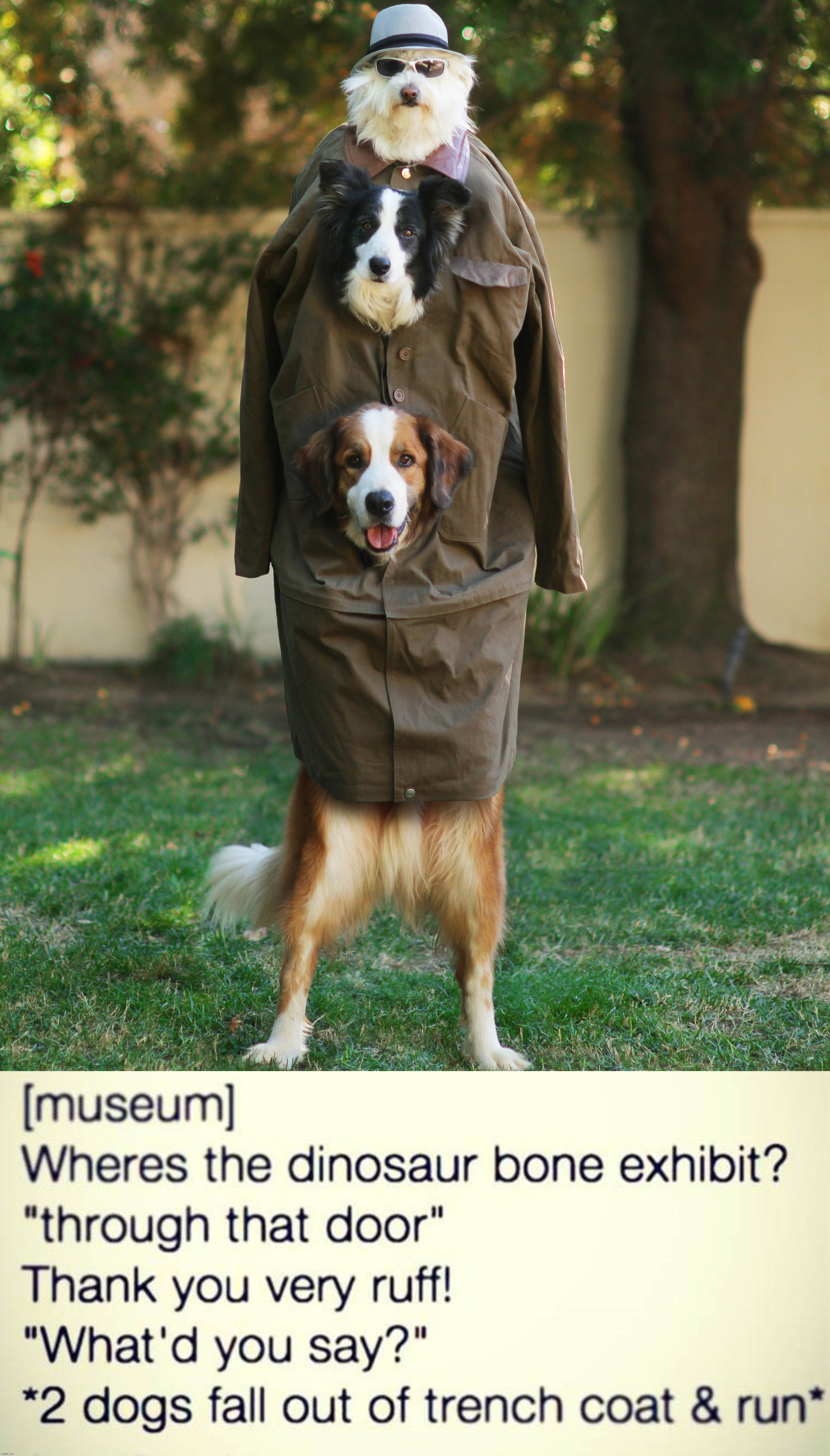 Dogs in a trench coat is so funny | image tagged in dogs,funny meme,trench coat,museum | made w/ Imgflip meme maker