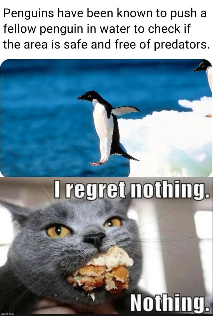 Penguins are kind of mean | image tagged in i regret nothing,penguin,pushing,killer whale | made w/ Imgflip meme maker