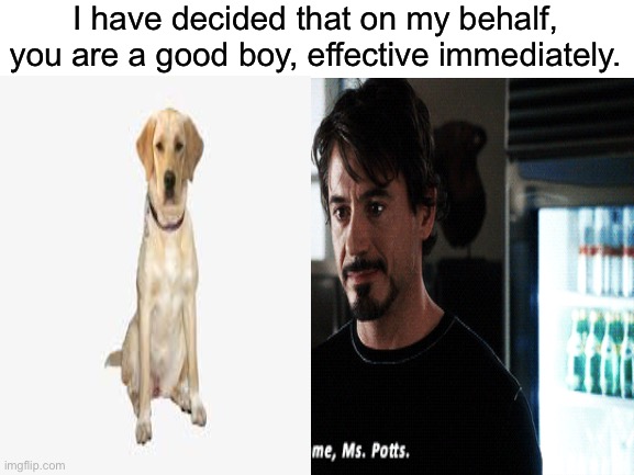 You are a good boy. | I have decided that on my behalf, you are a good boy, effective immediately. | image tagged in dog,funny,meme | made w/ Imgflip meme maker