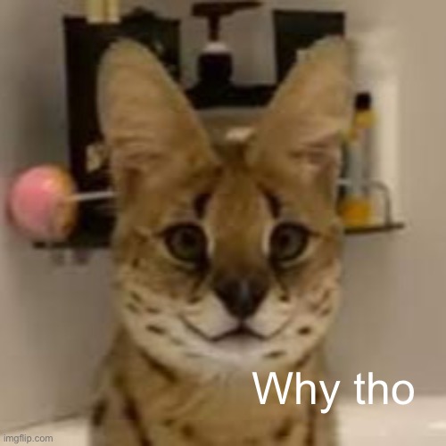 Why tho | image tagged in sogga | made w/ Imgflip meme maker