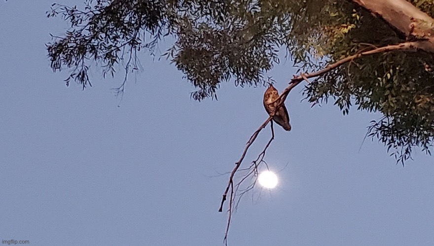 Great horned owl and the moon | image tagged in owl,moon | made w/ Imgflip meme maker