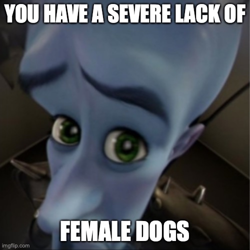 What are female dogs called? | YOU HAVE A SEVERE LACK OF; FEMALE DOGS | image tagged in megamind peeking | made w/ Imgflip meme maker