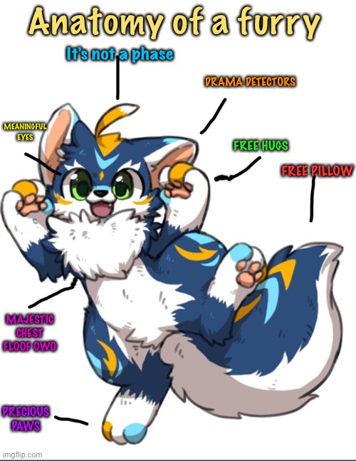 Anatomy of a furry (crappy edit by me) | Anatomy of a furry; It’s not a phase; DRAMA DETECTORS; MEANINGFUL EYES; FREE HUGS; FREE PILLOW; MAJESTIC CHEST FLOOF OWO; PRECIOUS PAWS | image tagged in furry,lol,anatomy | made w/ Imgflip meme maker