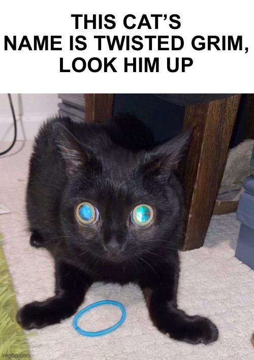 THIS CAT’S NAME IS TWISTED GRIM,
LOOK HIM UP | image tagged in rubber band cat | made w/ Imgflip meme maker
