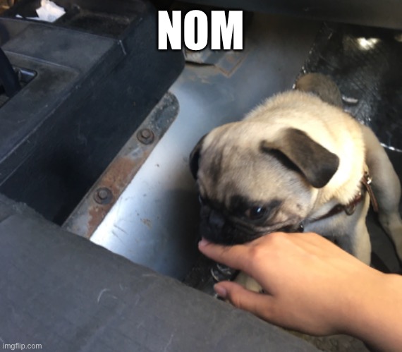 Dog | NOM | image tagged in yummy,dogs | made w/ Imgflip meme maker