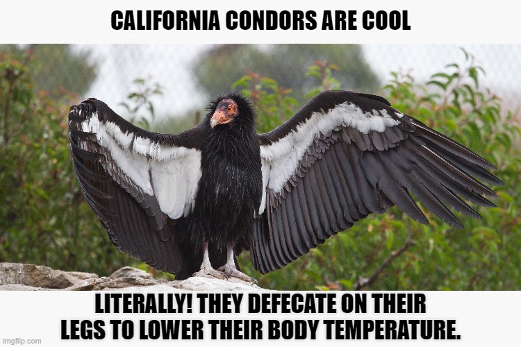 CALIFORNIA CONDORS ARE COOL | image tagged in condor,condors,endangered,birds,funny,memes | made w/ Imgflip meme maker