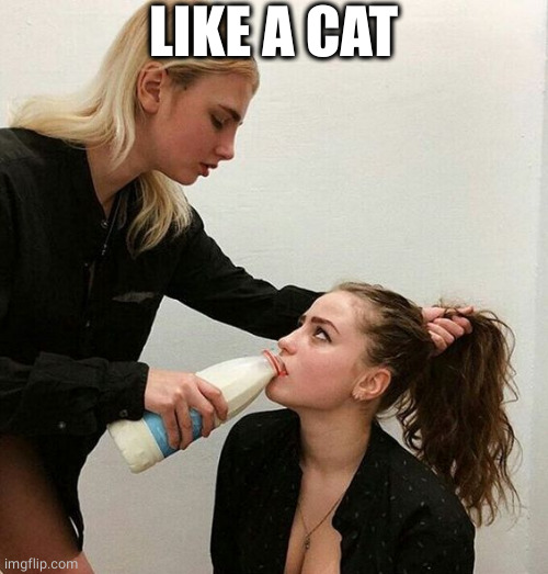 Milk Girls | LIKE A CAT | image tagged in milk girls | made w/ Imgflip meme maker