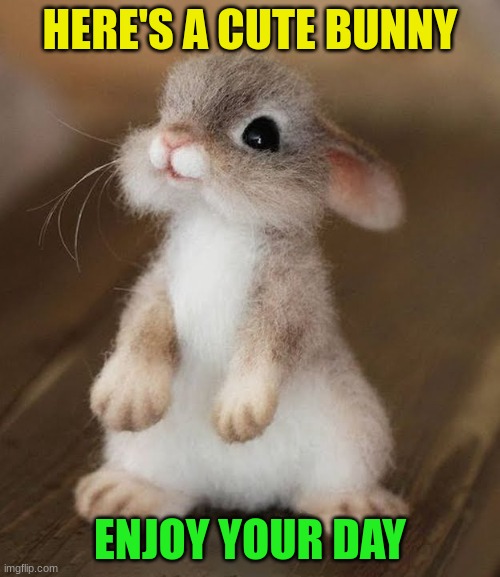 He wishes you a good day | HERE'S A CUTE BUNNY; ENJOY YOUR DAY | image tagged in bunny | made w/ Imgflip meme maker