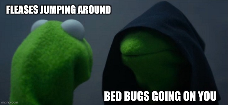 The truth of bugs | FLEASES JUMPING AROUND; BED BUGS GOING ON YOU | image tagged in memes,evil kermit | made w/ Imgflip meme maker