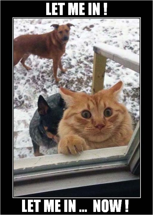 That Look Of Fear ! | LET ME IN ! LET ME IN ...  NOW ! | image tagged in cats,let me in | made w/ Imgflip meme maker