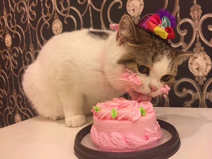 High Quality Cat eating cake Blank Meme Template