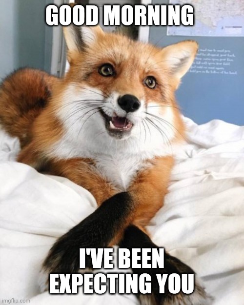 Freindly Fox 3 | GOOD MORNING; I'VE BEEN EXPECTING YOU | image tagged in fox | made w/ Imgflip meme maker