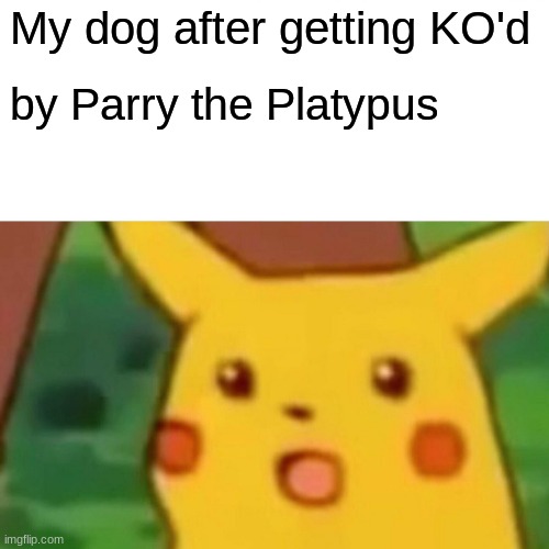 Australia memes | My dog after getting KO'd; by Parry the Platypus | image tagged in memes,surprised pikachu | made w/ Imgflip meme maker
