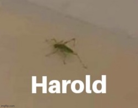 Harold | image tagged in harold | made w/ Imgflip meme maker