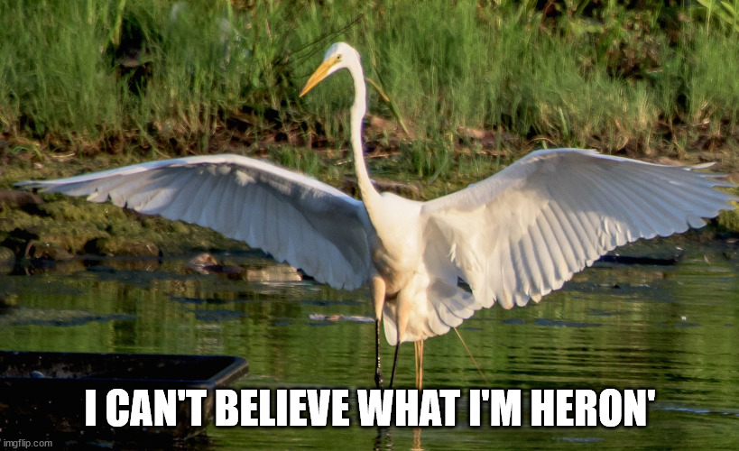 heron | I CAN'T BELIEVE WHAT I'M HERON' | image tagged in heron | made w/ Imgflip meme maker