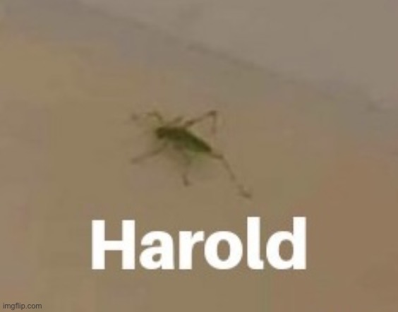 Harold | image tagged in harold | made w/ Imgflip meme maker