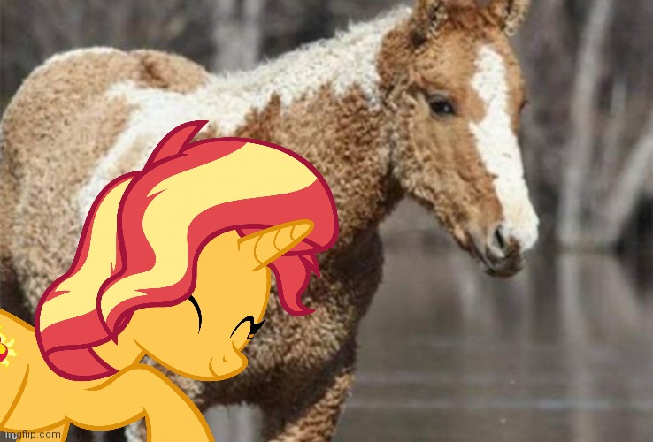image tagged in my little pony,real life,animals,nuzzling sunset shimmer mlp | made w/ Imgflip meme maker