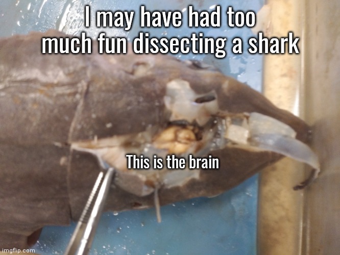 I may have had too much fun dissecting a shark; This is the brain | made w/ Imgflip meme maker
