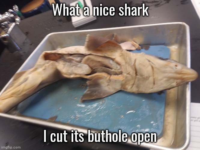 What a nice shark; I cut its buthole open | made w/ Imgflip meme maker