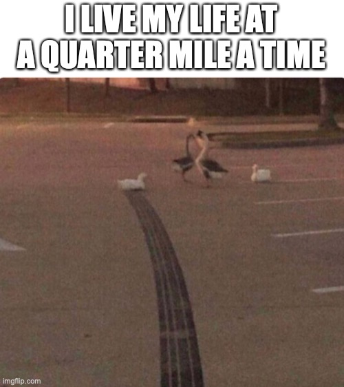 Ducks got a need for speed | I LIVE MY LIFE AT A QUARTER MILE A TIME | image tagged in funny,memes,fun,fast and furious,ducks | made w/ Imgflip meme maker